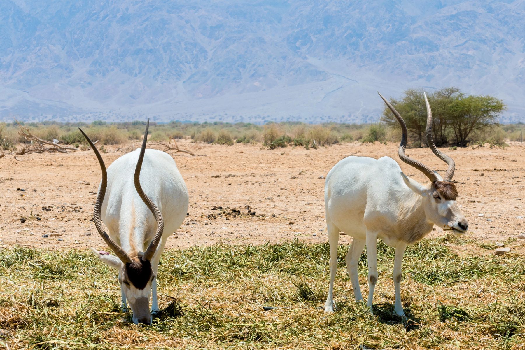Addax