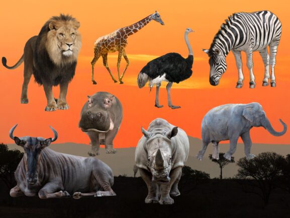 Photos shows African safari animals
