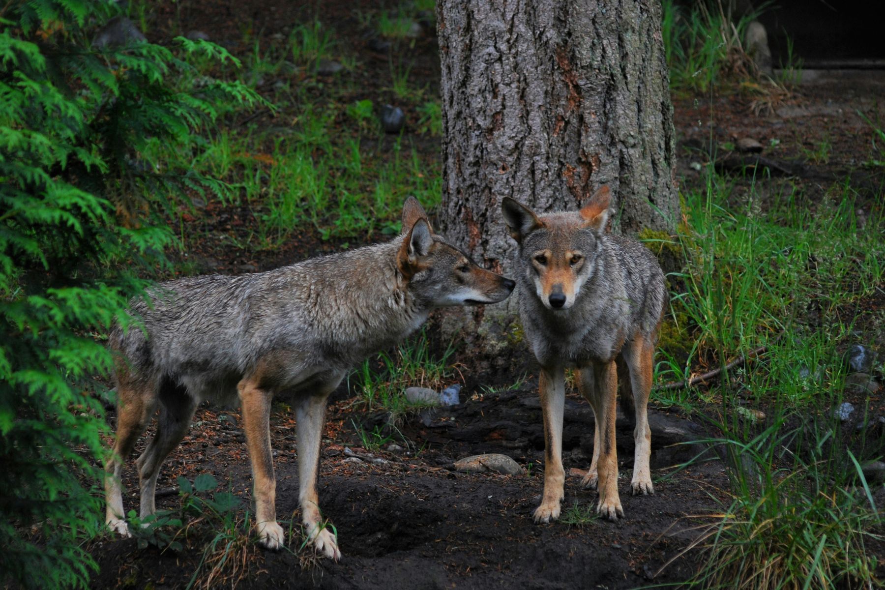 American Red Wolf