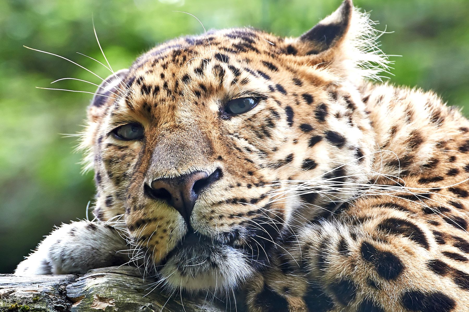 Amur Leopard