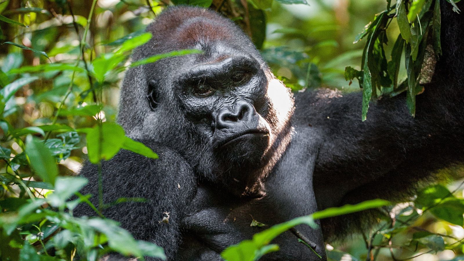 Rare cross river gorilla in the forest. 
