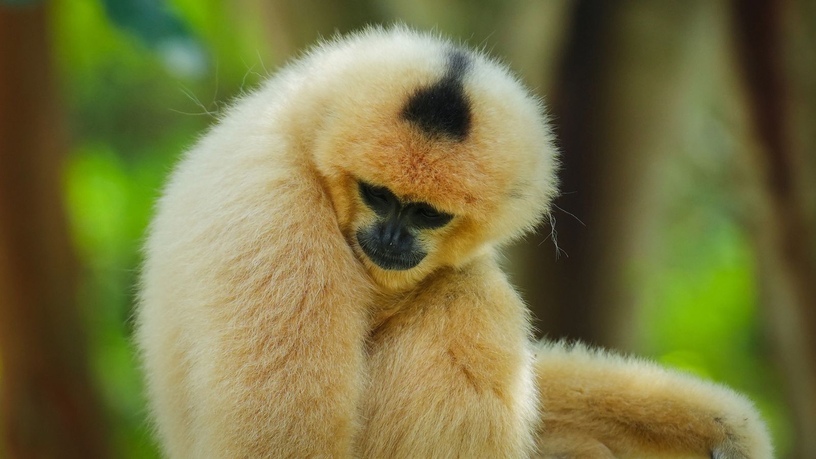 Yellow monkey with black patch on the top of its head, hainan gibbon