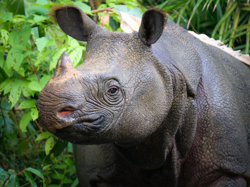 Rare Javan Rhino up close