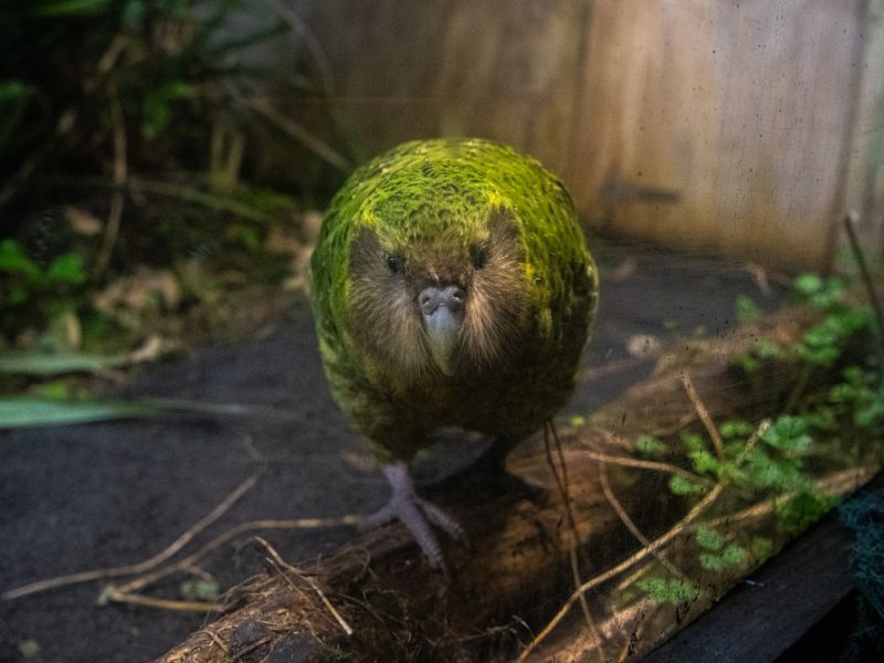 Kakapo, green parrot with an owl-like face on the ground.