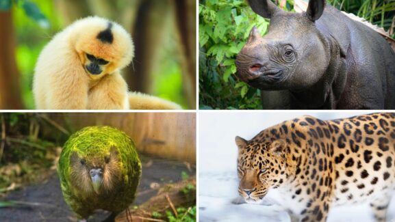 Photo shows four rare animals a hainan gibbon, a Javan rhino, a kakapo, and the amur leopard.