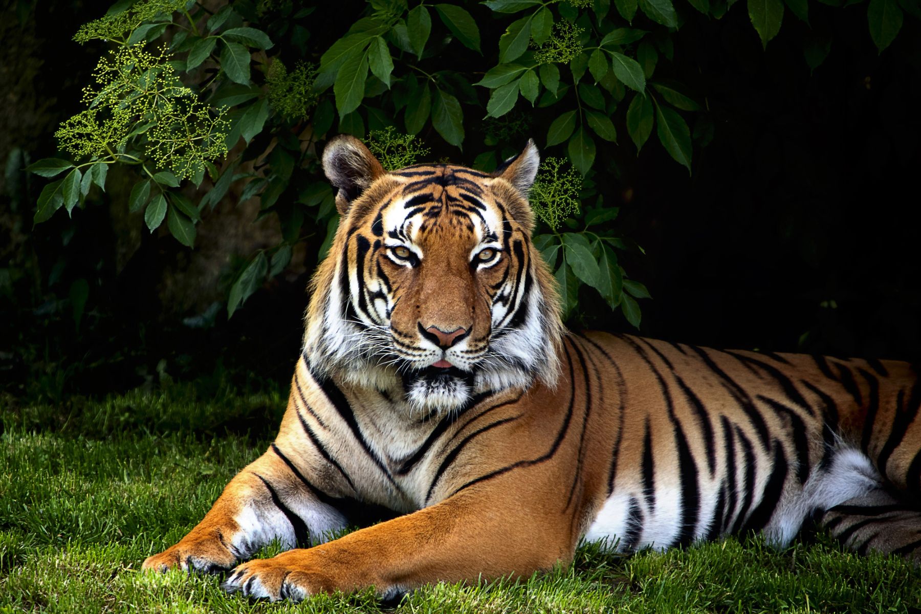 Sumatran tiger