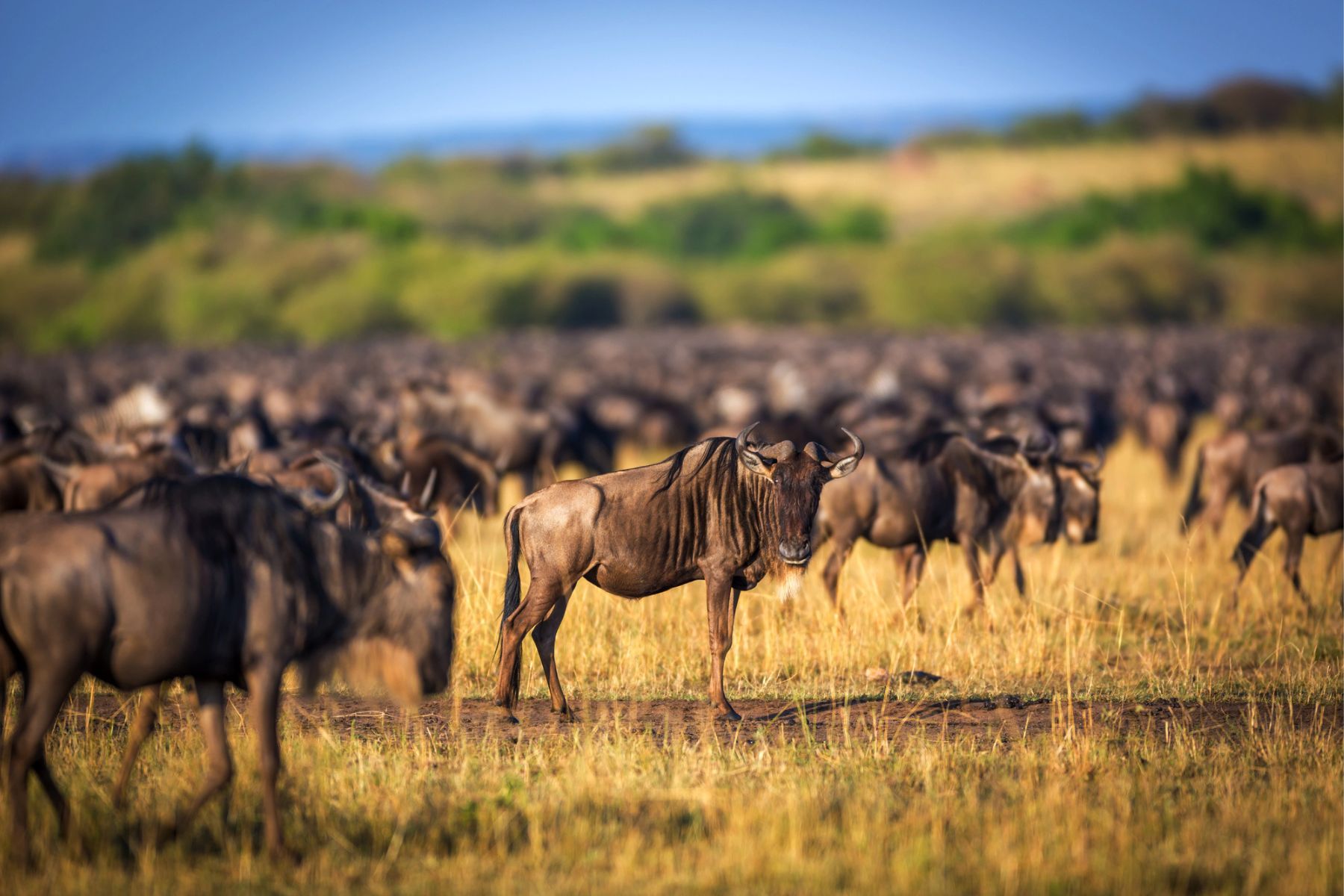 Wildebeest