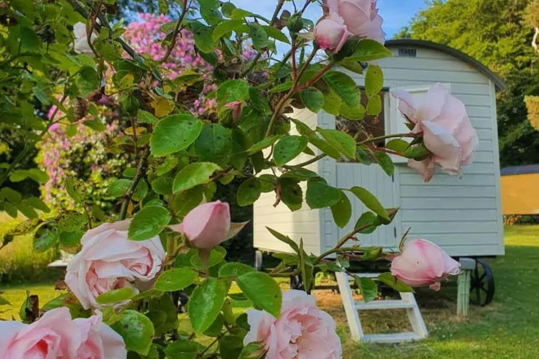 Blackstairs Eco Trails, shepherd's hut