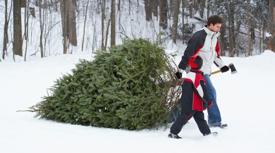Christmas Tree Permits Just Went Live, Here’s How to Get Yours