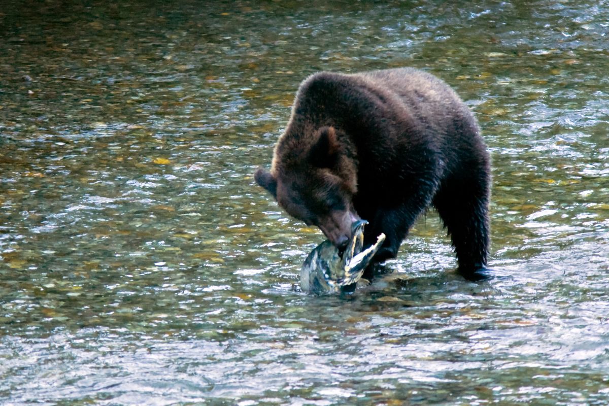Fish Creek Observation Site, Hyder, Alaska
