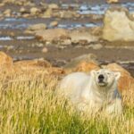 Polar bear near Churchill
