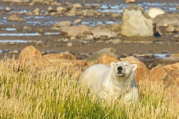 Polar bear near Churchill