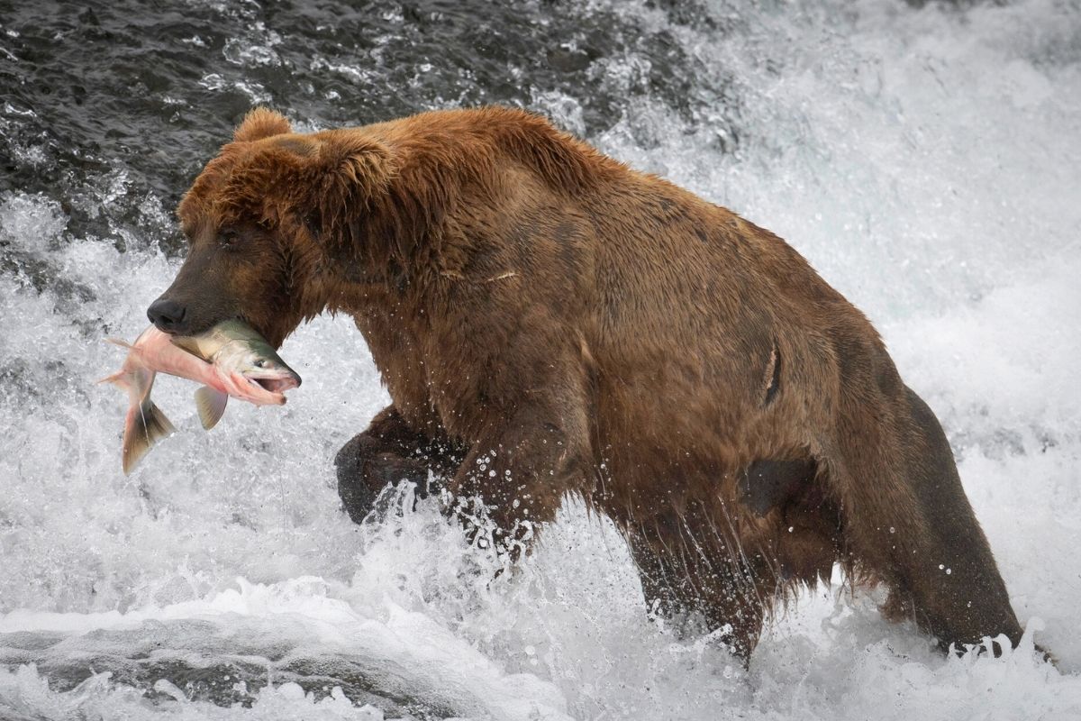 McNeil River State Game Sanctuary