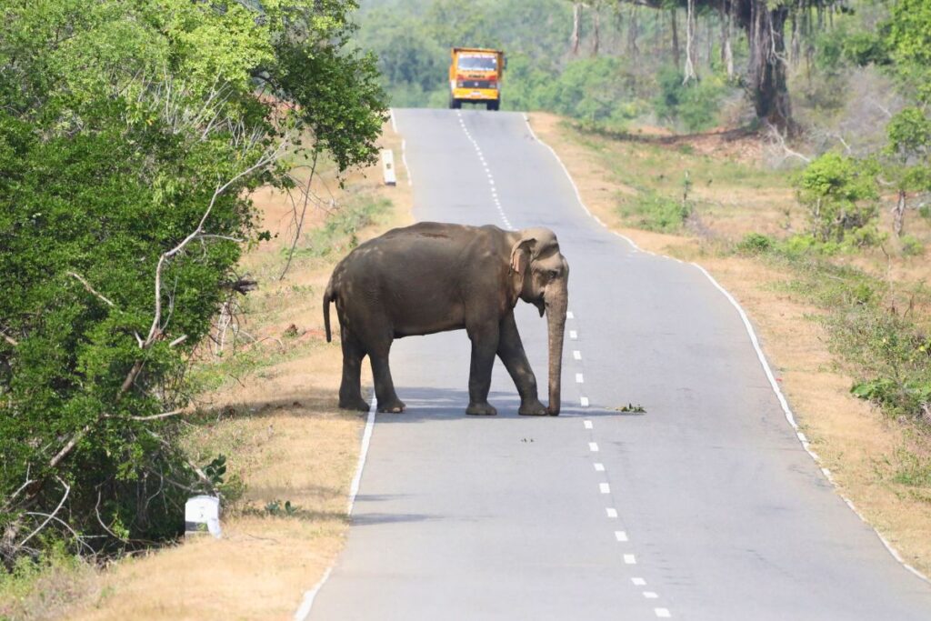 Elephant on a road in Sri Lanka