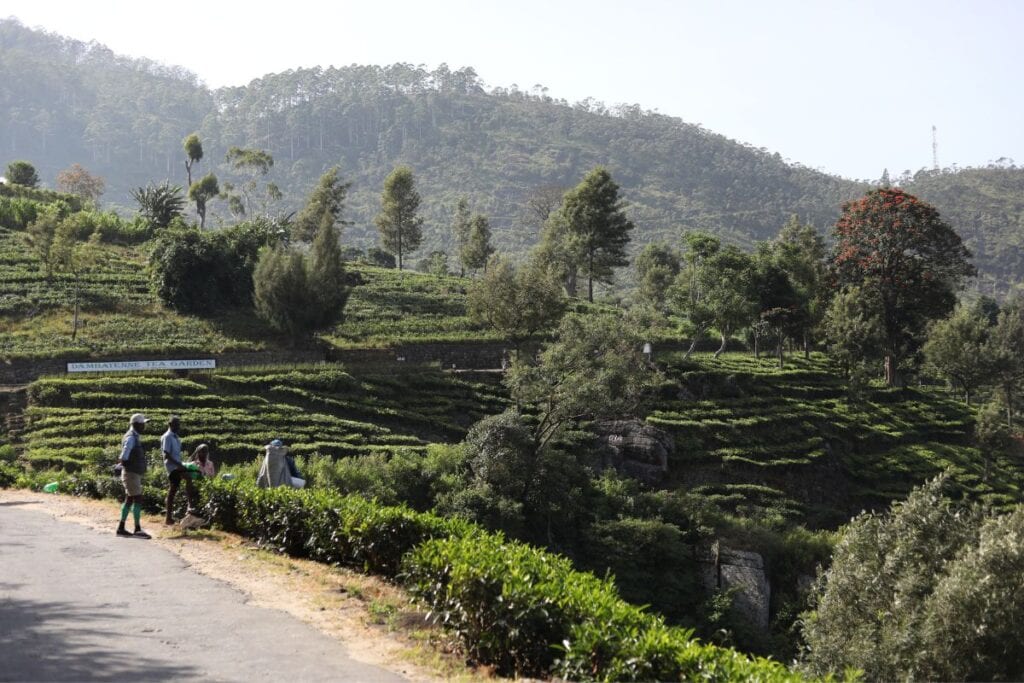 Tea county of Sri Lanka